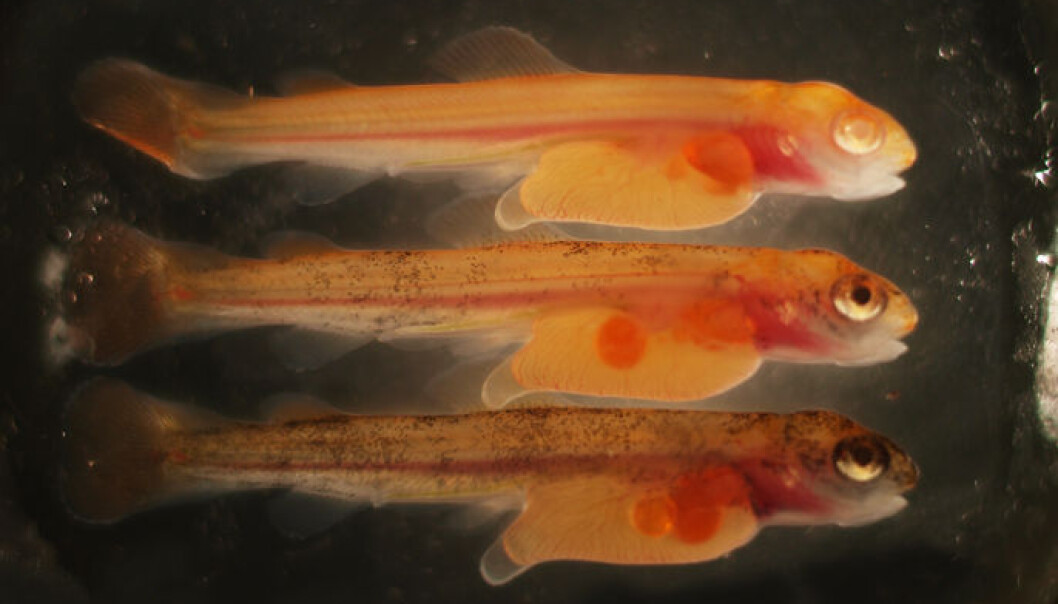 Bildet viser fire månader gammal lakseyngel. I den øvste fisken er albinogenet fullstendig øydelagt. I de to andre fiskane er albinogenet berre øydelagt i ein del celler og derfor er de delvis pigmentert. (Foto: Anna Wargelius/IMR) Bildet viser fire månader gammal lakseyngel. I den øvste fisken er albinogenet fullstendig øydelagt. I de to andre fiskane er albinogenet berre øydelagt i ein del celler og derfor er de delvis pigmentert. (Foto: Anna Wargelius/IMR)