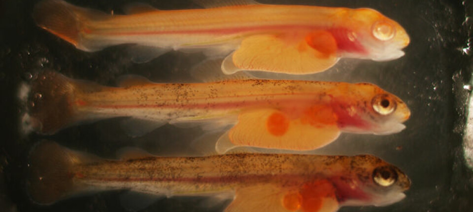 Bildet viser fire månader gammal lakseyngel. I den øvste fisken er albinogenet fullstendig øydelagt. I de to andre fiskane er albinogenet berre øydelagt i ein del celler og derfor er de delvis pigmentert. (Foto: Anna Wargelius/IMR)