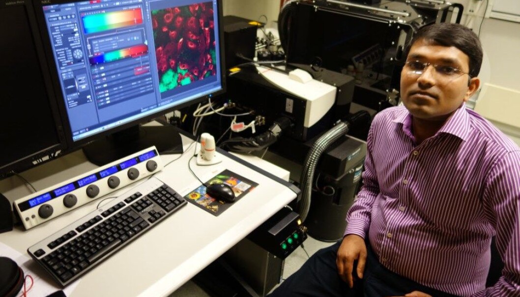 Rajesh Kumar og kolleger har gjort oppsiktsvekkende funn. (Foto: Øyvind Skogmo Hansen, NTNU) Rajesh Kumar og kolleger har gjort oppsiktsvekkende funn. (Foto: Øyvind Skogmo Hansen, NTNU)