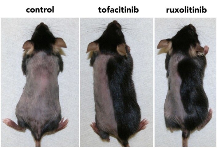 I løpet av tre uker hadde pelsen grodd tilbake der hvor medisinen hadde blitt påført. Lite av pelsen hos kontrollmusene hadde vokst ut i løpet av samme tidsperiode. (Foto: Columbia University Medical Center/S.Harel et al.) I løpet av tre uker hadde pelsen grodd tilbake der hvor medisinen hadde blitt påført. Lite av pelsen hos kontrollmusene hadde vokst ut i løpet av samme tidsperiode. (Foto: Columbia University Medical Center/S.Harel et al.)