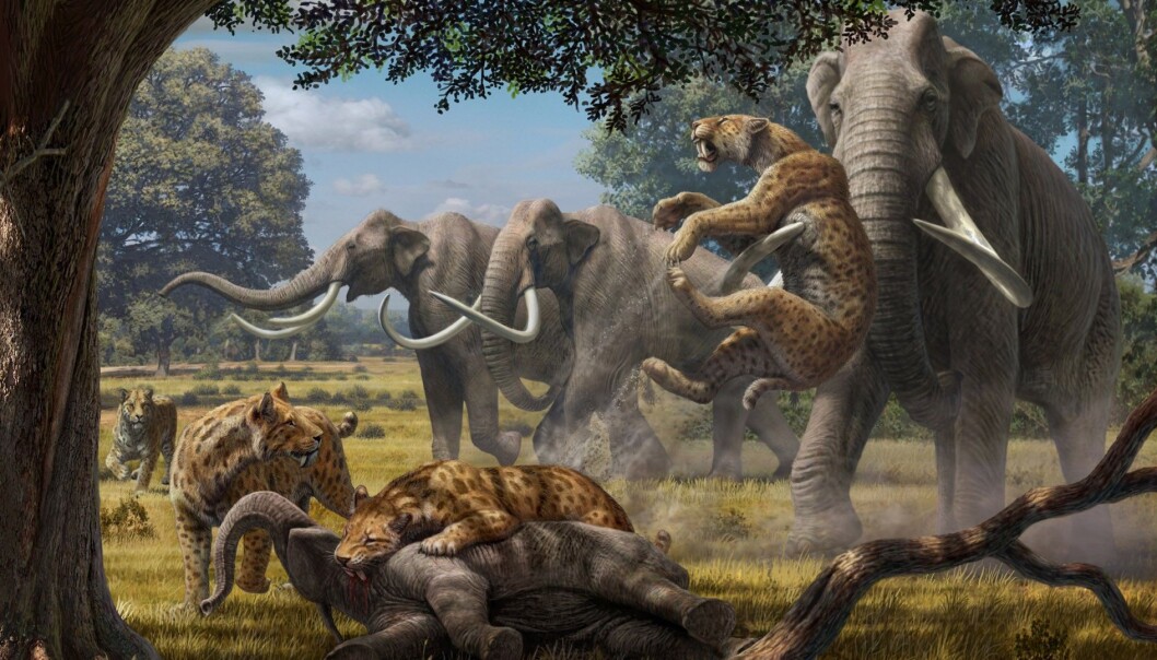 En flokk med sabeltannkatter (Smilodon) har felt en mammutunge, men får en smule bank av mamma eller pappa. En ny analyse antyder at superrovdyra i Pleistocen faktisk kunne få has på unger og unge voksne individer av selv de største planteeterne. (Illustrasjon: Mauricio Anton) En flokk med sabeltannkatter (Smilodon) har felt en mammutunge, men får en smule bank av mamma eller pappa. En ny analyse antyder at superrovdyra i Pleistocen faktisk kunne få has på unger og unge voksne individer av selv de største planteeterne. (Illustrasjon: Mauricio Anton)
