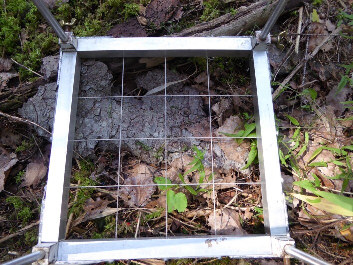 Barkkatastrofe i mose-verden, bare noen få individer i nedre vestre hjørne har overlevd. FOto: HAU Barkkatastrofe i mose-verden, bare noen få individer i nedre vestre hjørne har overlevd. FOto: HAU