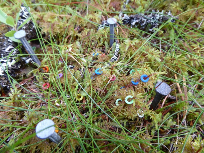 Slik ser mosen ut når den akkurat er blitt ringmerket. Spikrene markerer hjørnene av ruta. Foto: HAU Slik ser mosen ut når den akkurat er blitt ringmerket. Spikrene markerer hjørnene av ruta. Foto: HAU