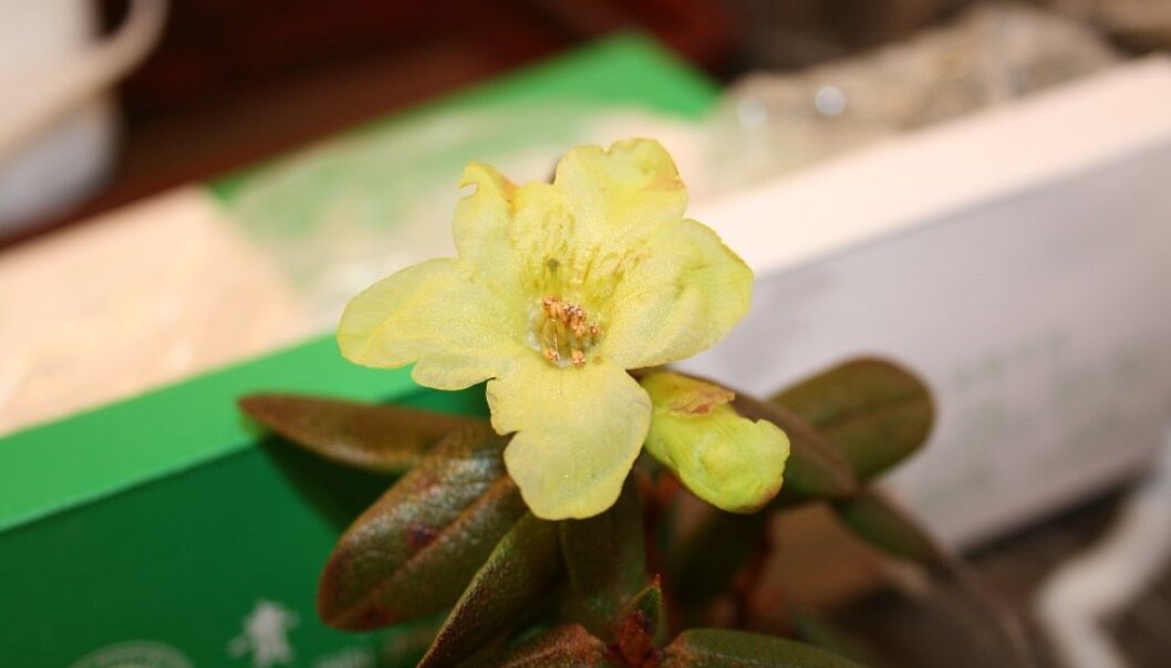 Dette bildet er det første som noen gang er tatt av en Rhododendron mianningense i blomst, og det skjedde i Kangding, Kina, i 2012. (Foto: Remi Nielsen) Dette bildet er det første som noen gang er tatt av en Rhododendron mianningense i blomst, og det skjedde i Kangding, Kina, i 2012. (Foto: Remi Nielsen)