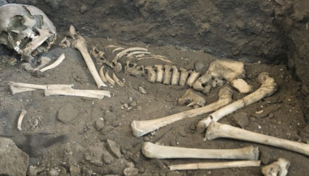 This skeleton that has been on display at the Archaeological Museum of Stavanger under the name This skeleton that has been on display at the Archaeological Museum of Stavanger under the name