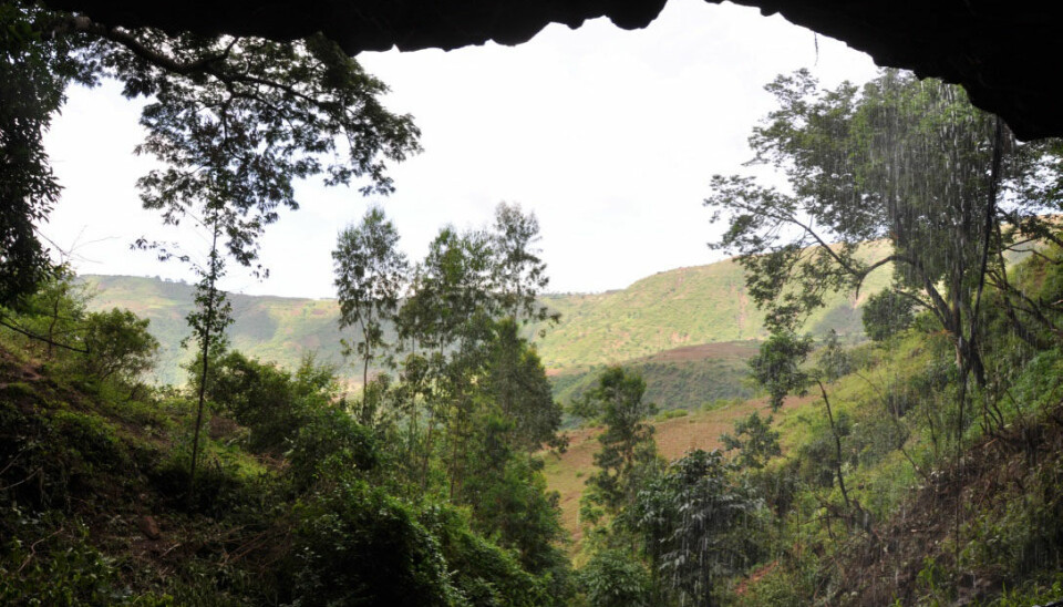 Den 4500 år gamle mannen Mota har fått navnet etter hulen der han ble funnet i 2012, Mota-hulen i høylandet sørvest i Etiopia. (Foto: Kathryn og John Arthur)