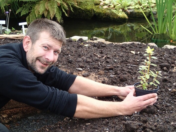 Prøveutsetting i Fjellhagen, Botanisk hage, september 2015: Remi Nielsen med den nye rhododendronarten, som han har hentet fra Vest-Sichuan. Dette er første blomstring utenfor Kina. (Foto: Nils I. Skinnarland, NHM) Prøveutsetting i Fjellhagen, Botanisk hage, september 2015: Remi Nielsen med den nye rhododendronarten, som han har hentet fra Vest-Sichuan. Dette er første blomstring utenfor Kina. (Foto: Nils I. Skinnarland, NHM)