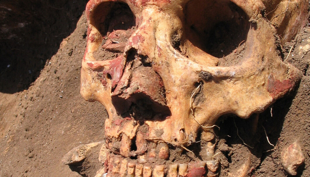 En bronsealderskalle fra Yamnaya-kulturen i Sentral-Asia. Yamnaya utviklet seg senere til Afanasievo-kulturen, en av kulturene som hadde de tidlige utgavene av pestbakterien Yersinia pestis. (Foto: Rasmussen et al./Cell 2015) En bronsealderskalle fra Yamnaya-kulturen i Sentral-Asia. Yamnaya utviklet seg senere til Afanasievo-kulturen, en av kulturene som hadde de tidlige utgavene av pestbakterien Yersinia pestis. (Foto: Rasmussen et al./Cell 2015)