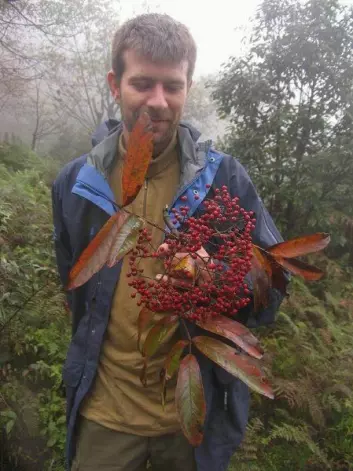Remi Nielsen studerer Sorbus wilsoniana nordøst i Yunnan i 2009.  (Foto: Jens Nielsen)