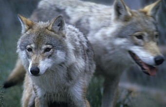 Researchers: facts alone are not enough in the debate about wolves
