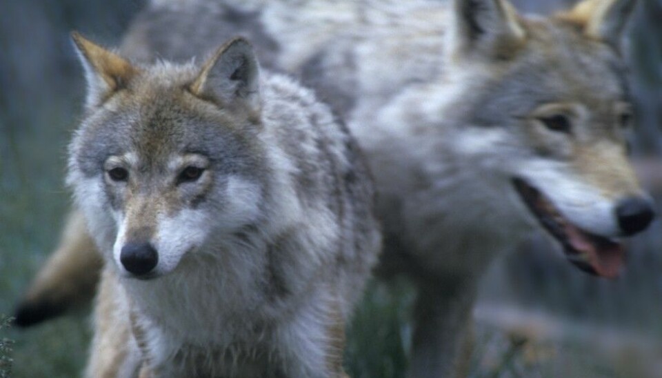 The new study shows that people's views on the wolf, and animals with which they are considered to be in conflict, depend on their knowledge, experience, livelihoods and local environment. (Photo: Per Løchen, NTB Scanpix)