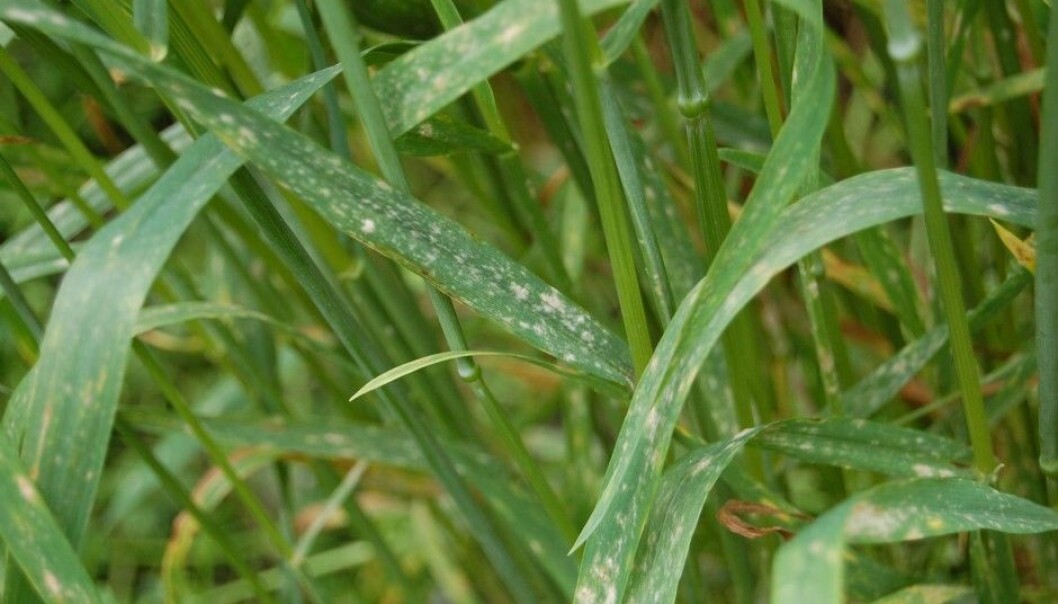 Wheat plant with Lr67 resistance, where mildew is established, but fails to develop. (Photo: NMBU) Wheat plant with Lr67 resistance, where mildew is established, but fails to develop. (Photo: NMBU)