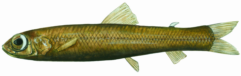 Tegningen viser den nyfunne fiskearten «nordlig tykkhalet blyantkrøkle».  (Foto: (Illustrasjon: Januar Yde Poulsen) )