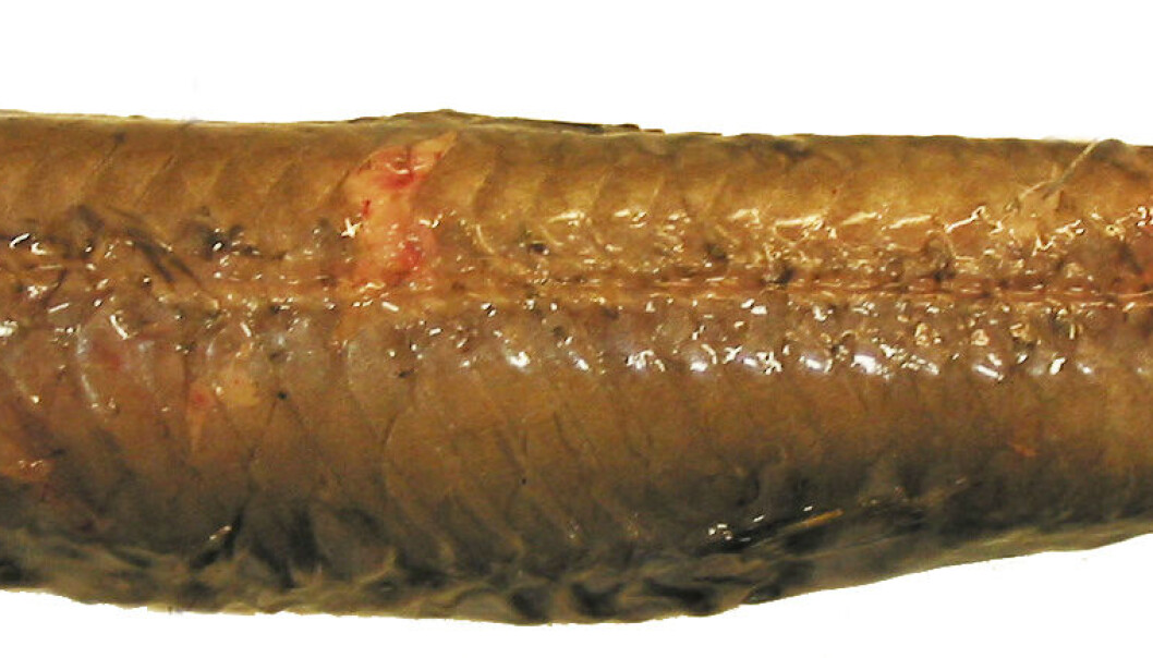 Under et tokt med det grønlandske forskerskipet R/V Pâmiut har biolog Jan Yde Poulsen fanget en hittil ukjent fiskeart. (Foto: Jan Yde Poulsen) Under et tokt med det grønlandske forskerskipet R/V Pâmiut har biolog Jan Yde Poulsen fanget en hittil ukjent fiskeart. (Foto: Jan Yde Poulsen)