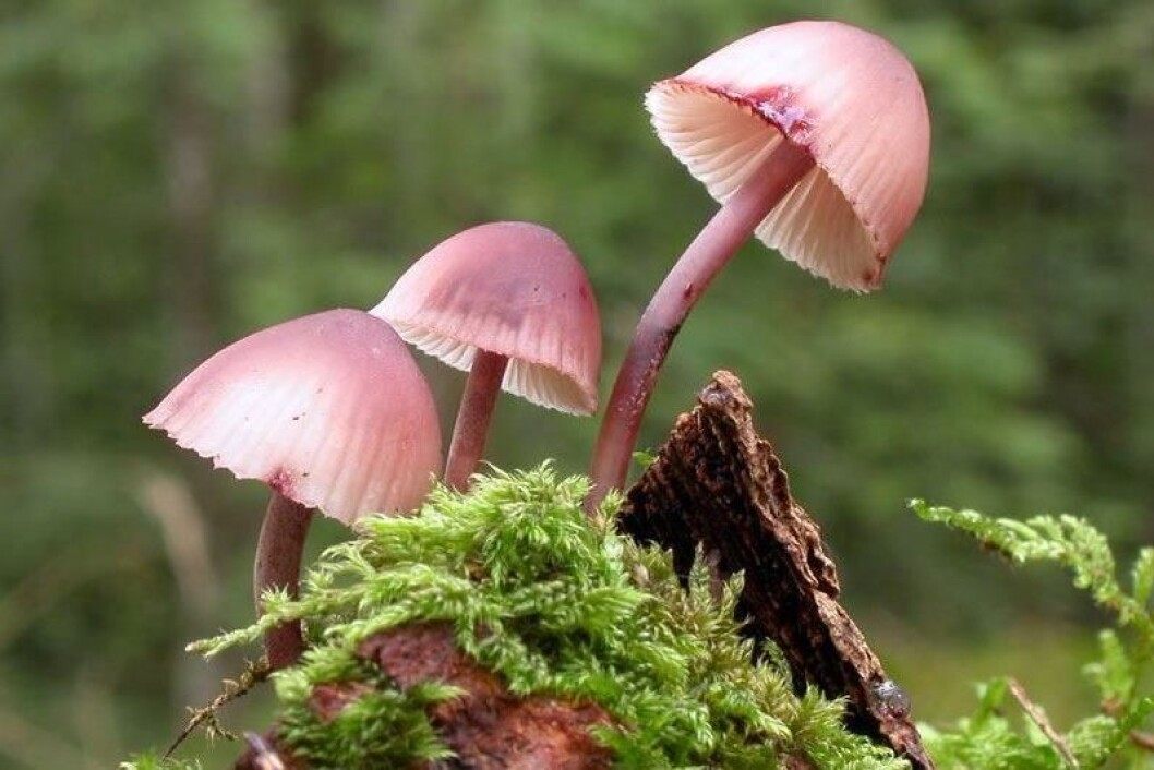Blodhette, Mycena haematopus, «den blødende soppen», har en blodrød melkesaft som pipler ut om man kutter i den. Flere arter Mycena, særlig arter funnet i tropisk regnskog, er kjent for å være bioluminiserende. I Norge finnes ingen av de tydelig selvlysende, men blodhetten lyser faktisk selv om dette ikke er synlig for menneskeøyet. (Foto: Arne Aronsen, Naturhistorisk museum, UiO) Blodhette, Mycena haematopus, «den blødende soppen», har en blodrød melkesaft som pipler ut om man kutter i den. Flere arter Mycena, særlig arter funnet i tropisk regnskog, er kjent for å være bioluminiserende. I Norge finnes ingen av de tydelig selvlysende, men blodhetten lyser faktisk selv om dette ikke er synlig for menneskeøyet. (Foto: Arne Aronsen, Naturhistorisk museum, UiO)