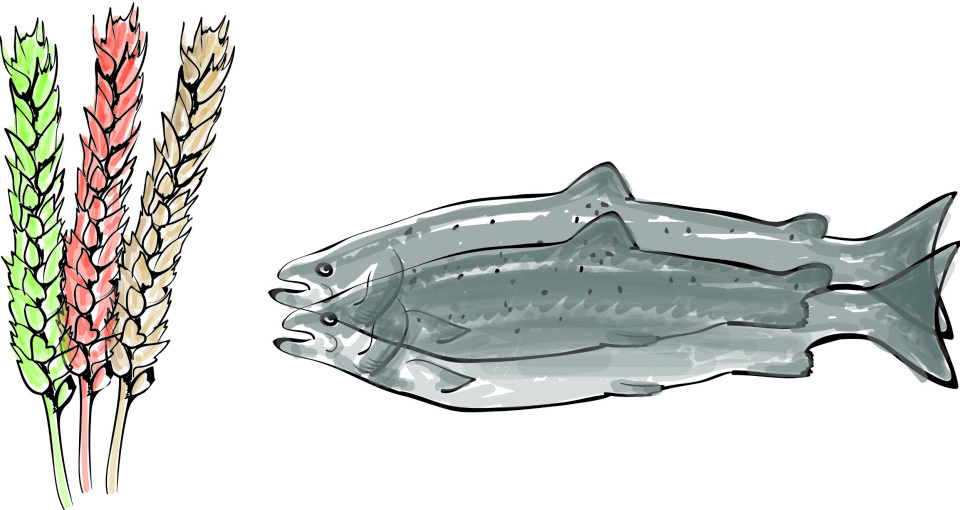 To måter å doble alle sine gener på. Hveten er en slik allo-polyploid hybrid og har gener fra tre ulike gressarter, mens laksen er en auto-polyploid og har dobbelt opp av sine egne gener. (Foto: (Illustrasjon: Simen R. Sandve))