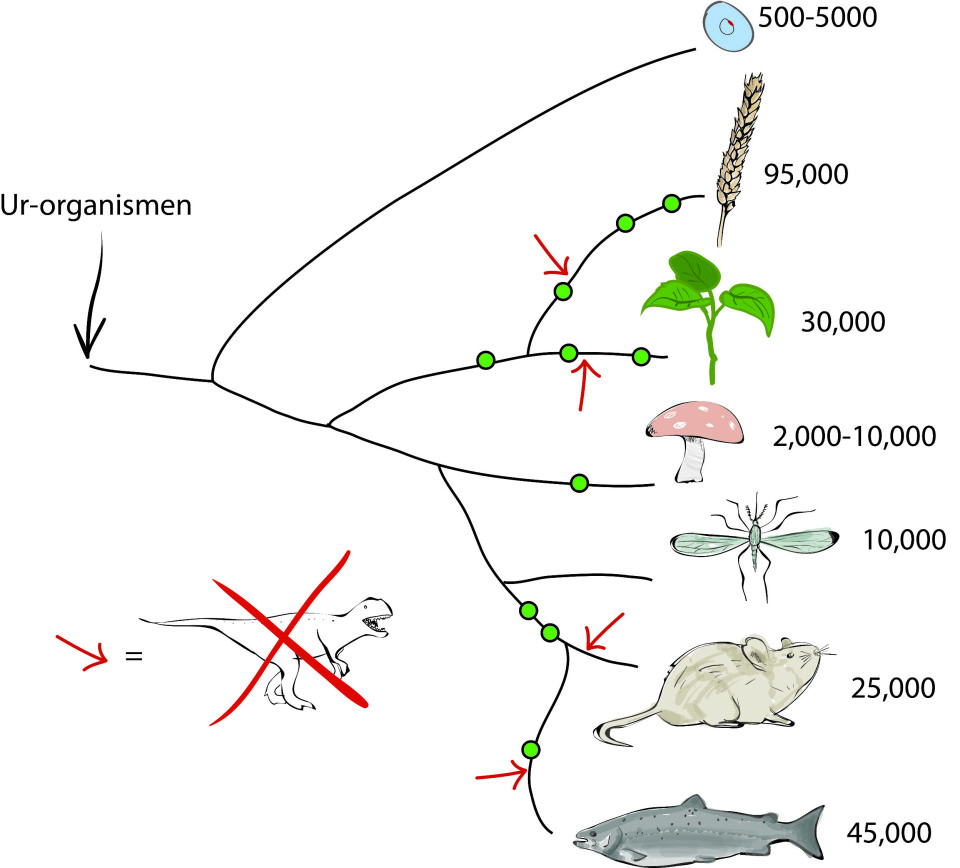 Livets tre i en meget forenklet utgave. De grønne sirklene er et assortert utvalg av helgenomduplikasjoner de siste 4 milliarder år. De røde pilene viser dinosaurenes undergang. (Foto: (Illustrasjon: Simen R. Sandve))