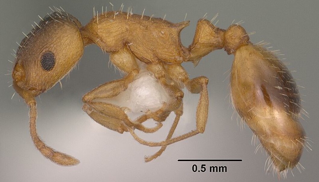 Temnothorax rugatulus er en liten brun maur som lever i barskogen i Nord-Amerika. (Foto: Jen Gofarty, AntWeb.org/Wikimedia Commons) Temnothorax rugatulus er en liten brun maur som lever i barskogen i Nord-Amerika. (Foto: Jen Gofarty, AntWeb.org/Wikimedia Commons)