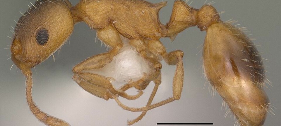 Temnothorax rugatulus er en liten brun maur som lever i barskogen i Nord-Amerika.  (Foto: Jen Gofarty, AntWeb.org/Wikimedia Commons)