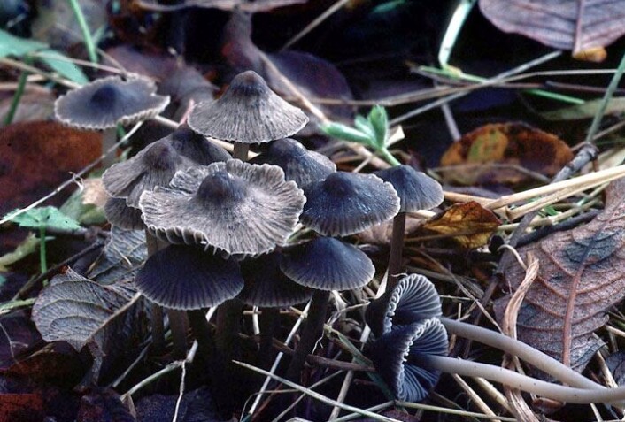 Dysterhette, <em>Mycena austera</em>. Som tatt rett ut fra en tragedie kler dysterhetten navnet med sin mørkegrå hatt og nitrøse lukt. Se flere hettesopper i bildegalleriet øverst i artikkelen. (Foto: Arne Aronsen, Naturhistorisk museum, UiO) Dysterhette, <em>Mycena austera</em>. Som tatt rett ut fra en tragedie kler dysterhetten navnet med sin mørkegrå hatt og nitrøse lukt. Se flere hettesopper i bildegalleriet øverst i artikkelen. (Foto: Arne Aronsen, Naturhistorisk museum, UiO)