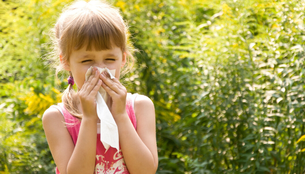 Allergi oppstår fordi immunforsvaret overreagerer på pollen. (Illustrasjonsfoto: Microstock) Allergi oppstår fordi immunforsvaret overreagerer på pollen. (Illustrasjonsfoto: Microstock)
