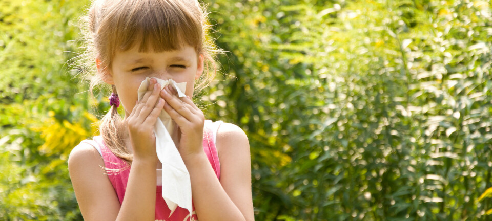 Allergi oppstår fordi immunforsvaret overreagerer på pollen.  (Illustrasjonsfoto: Microstock)