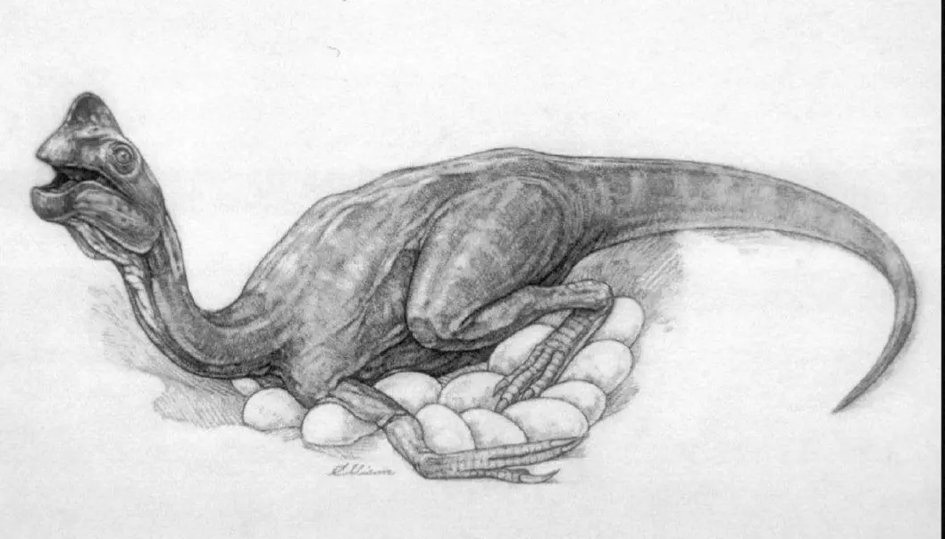 Oviraptorene i krittidens Gobiørken kunne heve temperaturen rundt seks grader over bakken omkring, viser analyser av eggeskall. Dette tyder på at i alle fall noen dinosaurer verken var vekselvarme eller likevarme, men noe midt imellom. (Illustrasjon: Reuters)