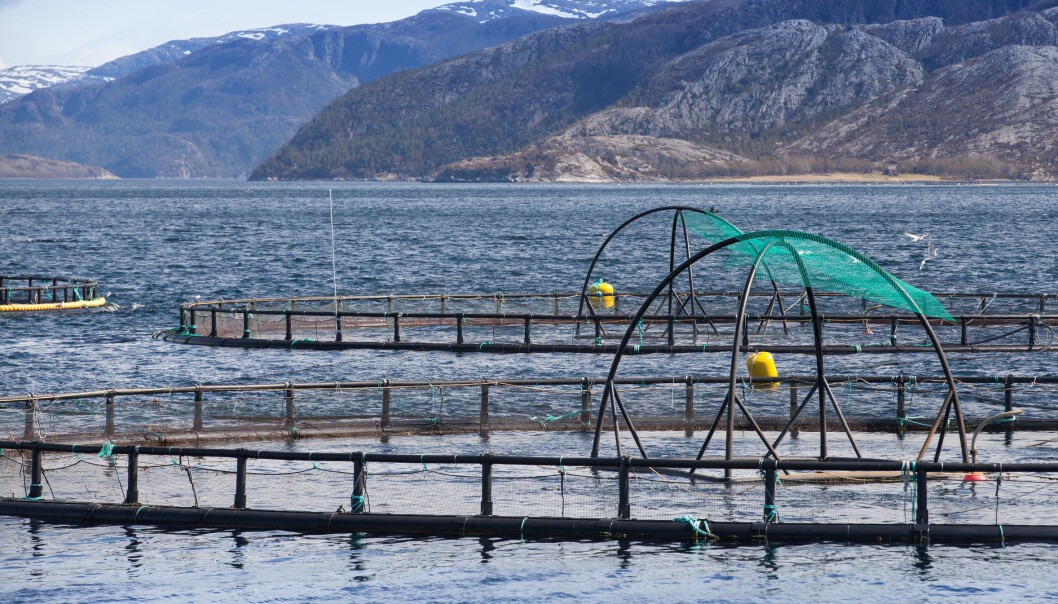 Hvert år blir 12 000 tonn fosfor tilført oppdrettsanlegg gjennom fiskefôret. (Illustrasjonsfoto: Microstock) Hvert år blir 12 000 tonn fosfor tilført oppdrettsanlegg gjennom fiskefôret. (Illustrasjonsfoto: Microstock)