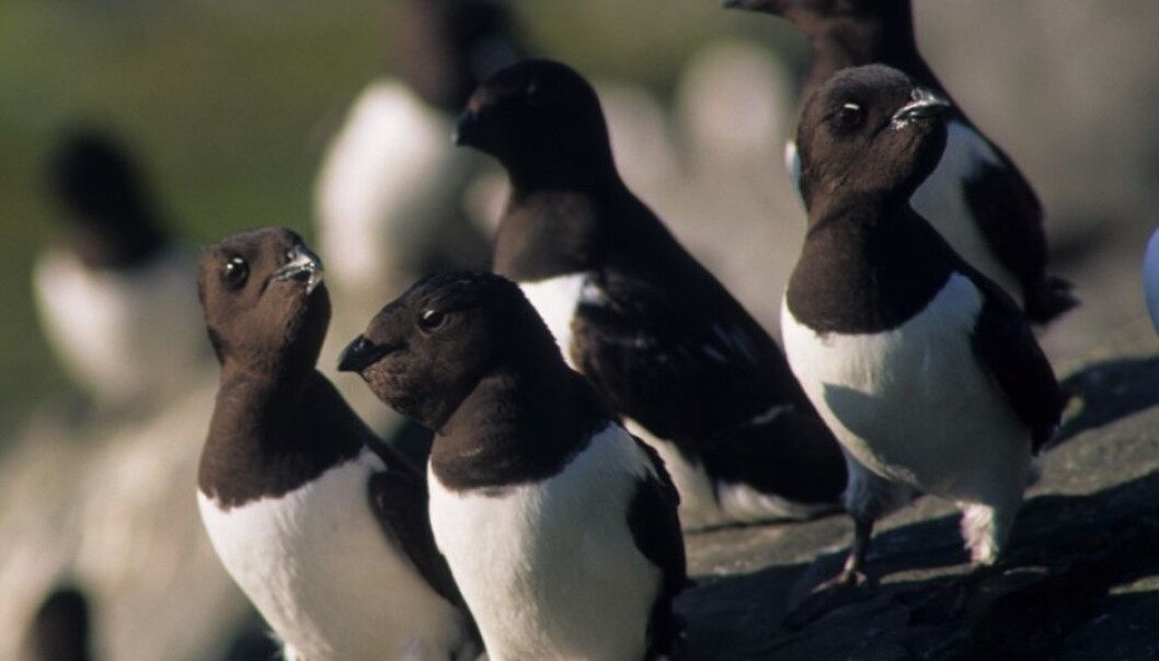 Measurements were taken in zooplankton, fish and birds, like the little auk, in the area. (Photo: Bjørn Strøm, Norwegian Polar Institute) Measurements were taken in zooplankton, fish and birds, like the little auk, in the area. (Photo: Bjørn Strøm, Norwegian Polar Institute)