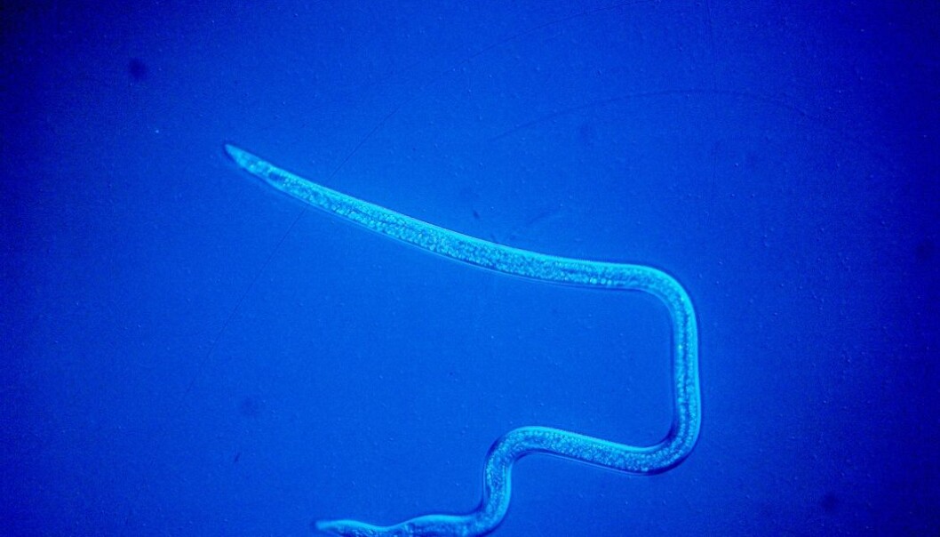 Med varmere klima, kan den såkalte furuvednematoden bli en alvorlig trussel mot skogen også her til lands. (Foto: Erling Fløistad, NIBIO) Med varmere klima, kan den såkalte furuvednematoden bli en alvorlig trussel mot skogen også her til lands. (Foto: Erling Fløistad, NIBIO)