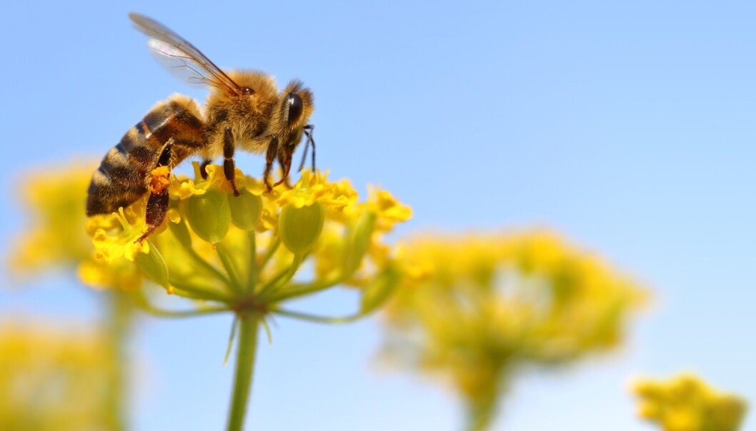 Hva skjer når biene forsvinner? (Illustrasjonsfoto: Microstock) Hva skjer når biene forsvinner? (Illustrasjonsfoto: Microstock)