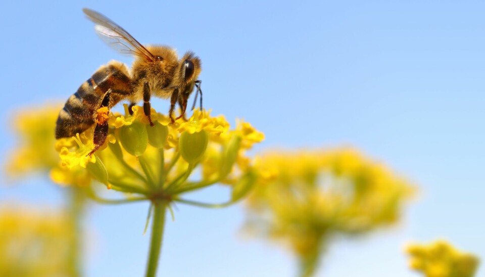 Hva skjer når biene forsvinner? (Illustrasjonsfoto: Microstock)