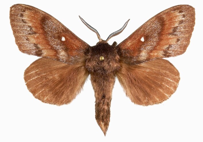 Furuspinnerhann. (Foto: Vladimir Kononenko, Naturhistorisk museum, UiO) Furuspinnerhann. (Foto: Vladimir Kononenko, Naturhistorisk museum, UiO)