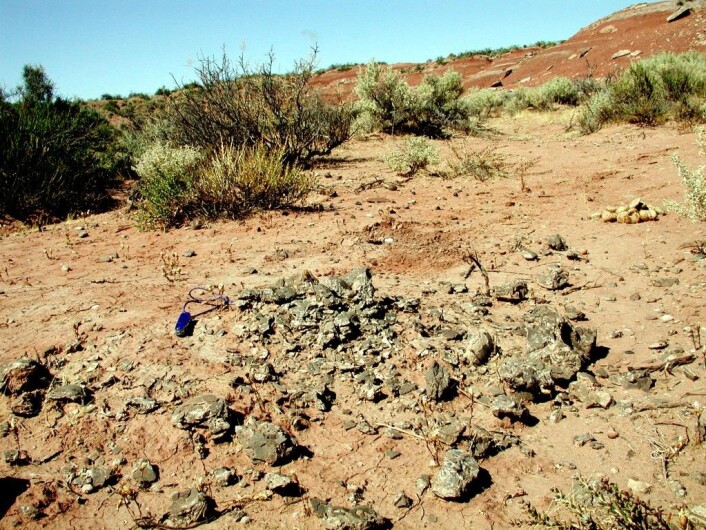 Biter av egg etter Titanosaurus ligger strødd ut over leirstein i Auca Mahuevo i Argentina. Eggeskallene viser at denne 90 tonns langhalsede kjempen kunne ha en kroppstemperatur rundt 37,6 grader Celsius. (Foto: Gerald Grellet-Tinner, medforfatter av studien i tidsskriftet Nature Communications). Biter av egg etter Titanosaurus ligger strødd ut over leirstein i Auca Mahuevo i Argentina. Eggeskallene viser at denne 90 tonns langhalsede kjempen kunne ha en kroppstemperatur rundt 37,6 grader Celsius. (Foto: Gerald Grellet-Tinner, medforfatter av studien i tidsskriftet Nature Communications).