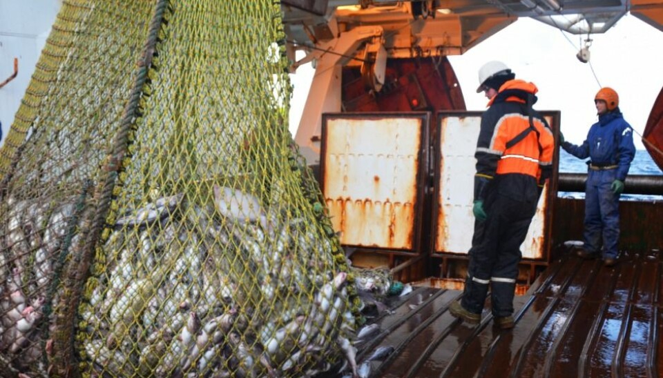 Researchers on the trawler Helmer Hansen in the Barents Sea. The fish is stored in water tanks with oxygen, instead of being stored in dry tanks. (Photo: SINTEF)