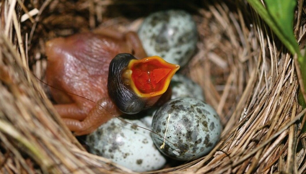 Why some cuckoos have blue eggs