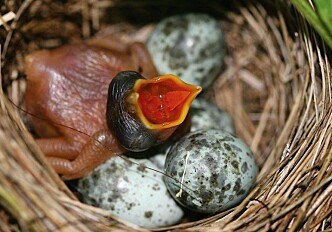 Why some cuckoos have blue eggs