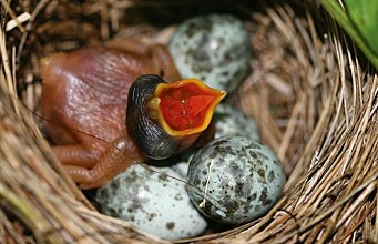 Why some cuckoos have blue eggs