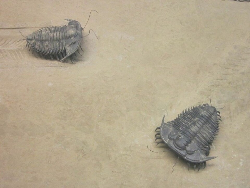 Trilobites at the World Museum in Liverpool, England. (Photo: Rept0n1x, Creative Commons BY-SA 3.0)