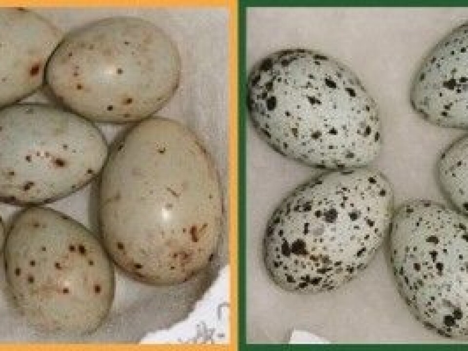 This illustration shows the wide variety of colours and patterns in eggs laid by cuckoos. Cuckoo eggs may be slightly different in size to a host bird’s eggs, but otherwise it is almost impossible to tell the difference, especially for humans. (Illustration: NTNU)