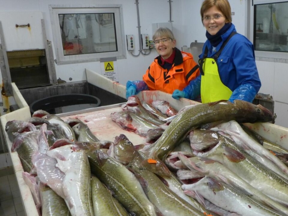 Researchers with some of the day’s catch, studying the quality of the fish. Project leader Hanne Digre to the right and engineer Marte Schei to the left. (Photo: SINTEF)