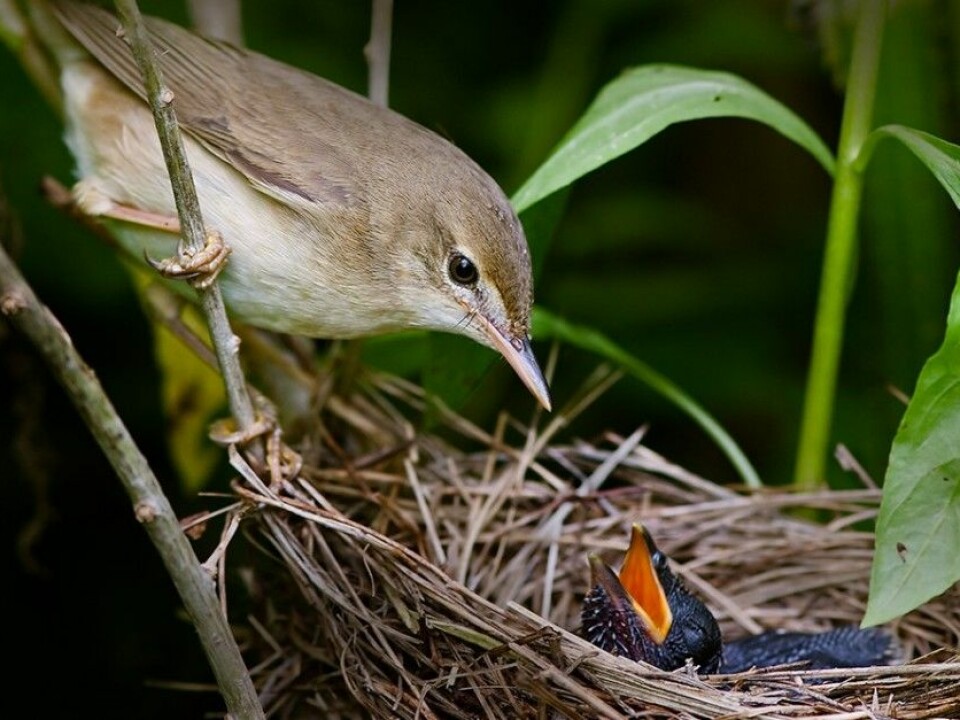 This marsh warbler has a cuckoo chick in its nest. It was undoubtedly unable to differentiate between the cuckoo egg and the rest of the eggs in its nest. (Photo: Per Harald Olsen, NTNU)