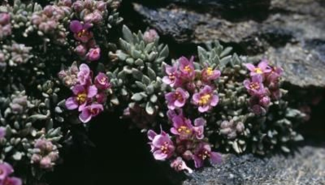 This alpine species (Nevadensia purpurea) could disappear from some European mountains in the next few decades. (Photo: Harald Pauli) This alpine species (Nevadensia purpurea) could disappear from some European mountains in the next few decades. (Photo: Harald Pauli)