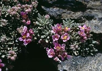 Climate change alters mountain plants