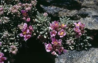 Climate change alters mountain plants