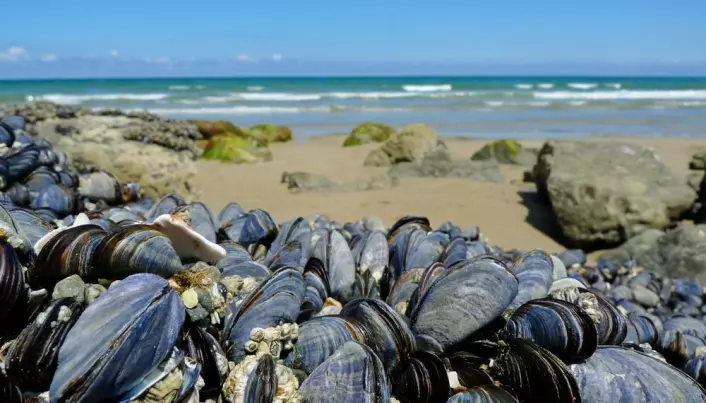 Ocean acidification might not spell doom for shellfish