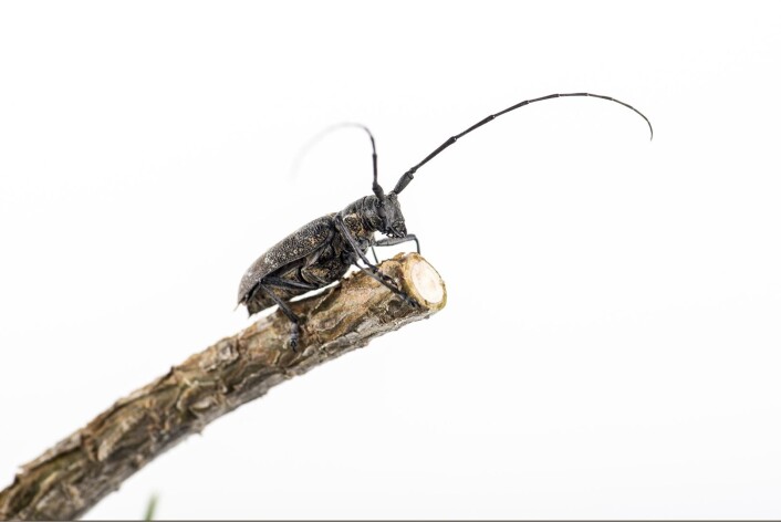 Furukronebukk (Monochamus galloprovincialis) og andre Monochamus-arter er vanlige biller som lever på bartrær. Disse kan være bærere av furuvednematoden. (Foto: Erling Fløistad, NIBIO) Furukronebukk (Monochamus galloprovincialis) og andre Monochamus-arter er vanlige biller som lever på bartrær. Disse kan være bærere av furuvednematoden. (Foto: Erling Fløistad, NIBIO)