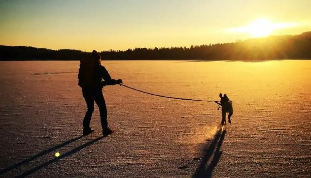 Skating on frozen lakes can be a beautiful way of experiencing nature. But if an accident happens you ought to know what to do.
(Photo: Øystein WIggen.)