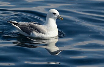 Seabirds are contaminated more by food than microplastics