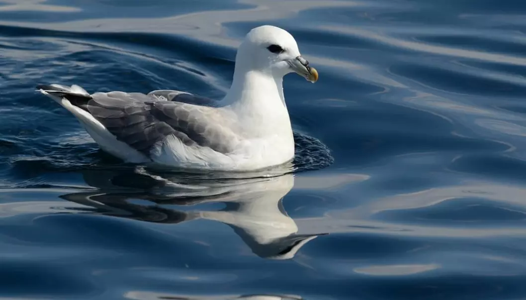 Fulmars (Fulmarus glacialis) spend most of their time on the open sea, where they feed on fish, crustaceans and other food near the surface. Thus, they can easily confuse litter with food. (Photo: Tycho Anker-Nilssen / NINA.)